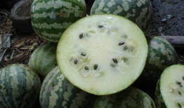 如何判断吃瓜爆料的真假,如何辨别真伪，守护网络信息安全